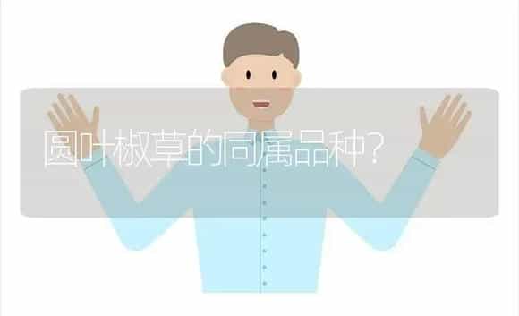 圆叶椒草的同属品种？ | 植物问答