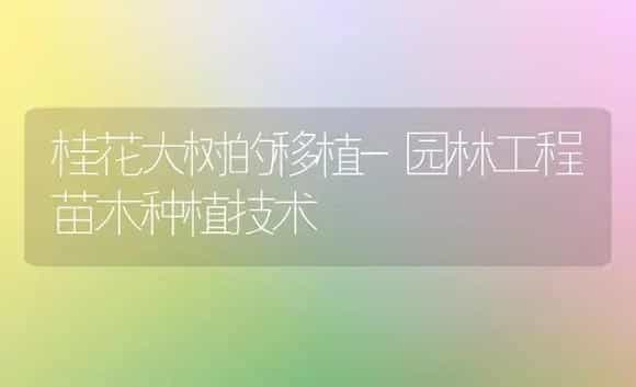 桂花大树的移植-园林工程苗木种植技术 | 植物科普