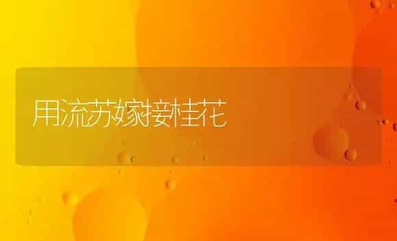 用流苏嫁接桂花(图) | 植物科普