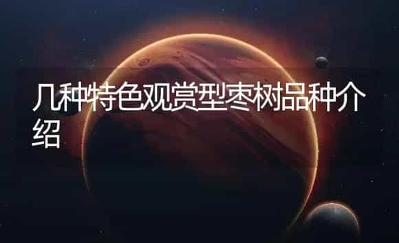 几种特色观赏型枣树品种介绍 | 植物知识