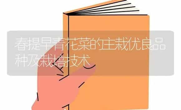 春提早青花菜的主栽优良品种及栽培技术 | 植物科普