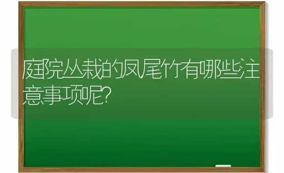 庭院丛栽的凤尾竹有哪些注意事项呢？ | 植物问答