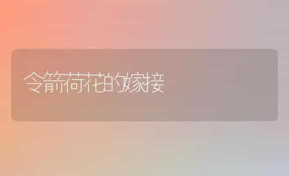 令箭荷花的嫁接 | 植物科普