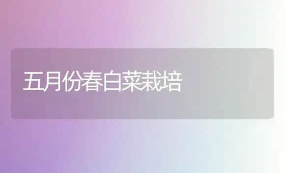 五月份春白菜栽培 | 植物科普