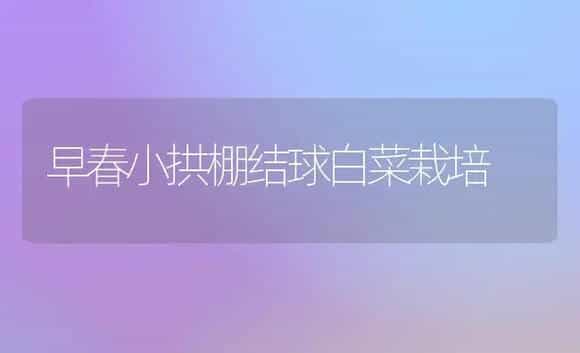 早春小拱棚结球白菜栽培 | 植物科普