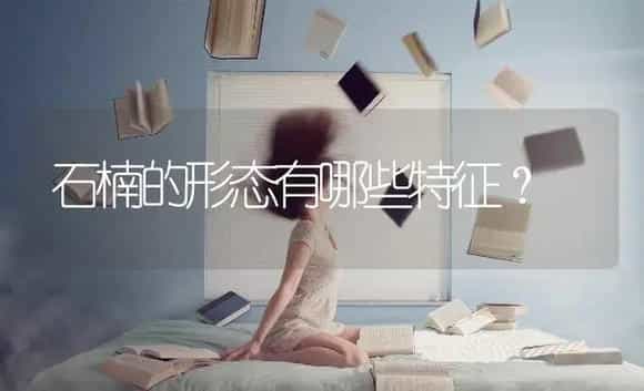 石楠的形态有哪些特征？ | 植物问答