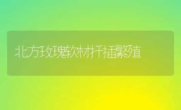 北方玫瑰软材扦插繁殖 | 植物科普