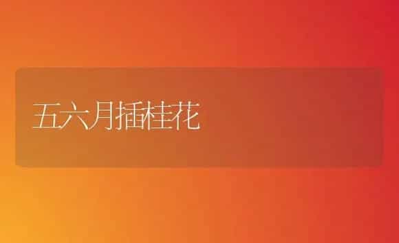 五六月插桂花 | 植物科普