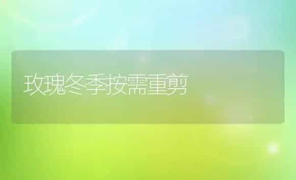 玫瑰冬季按需重剪 | 植物科普