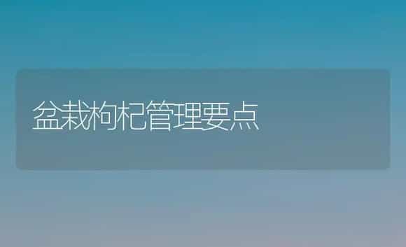 盆栽枸杞管理要点 | 植物科普
