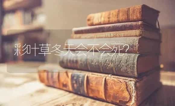 彩叶草冬天会不会死？ | 植物问答