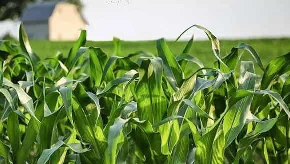 玉米出现早衰和晚熟是什么原因?有何预防措施?