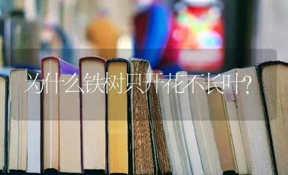 为什么铁树只开花不长叶? | 植物问答