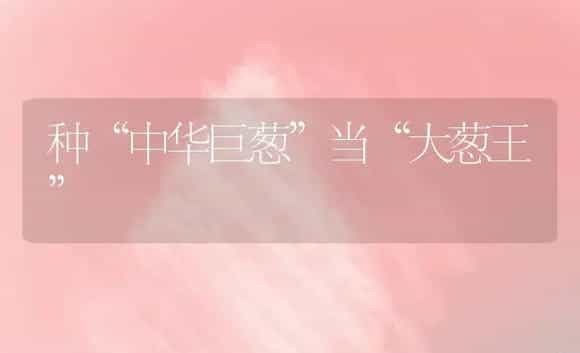 种“中华巨葱”当“大葱王” | 植物科普