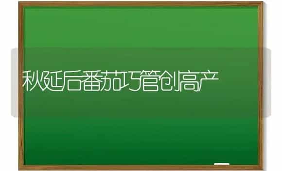 秋延后番茄巧管创高产 | 植物科普