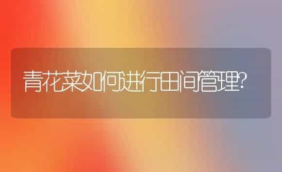 青花菜如何进行田间管理? | 植物科普