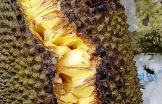 菠萝蜜裂果是什么原因导致的？（附预防措施）