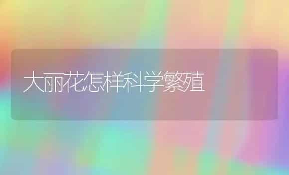 大丽花怎样科学繁殖 | 植物科普