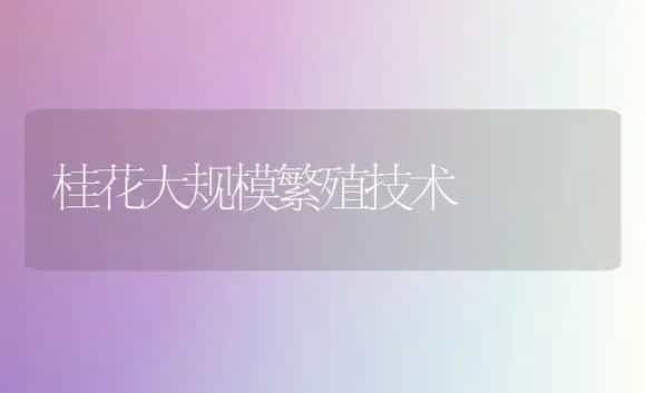 桂花大规模繁殖技术 | 植物科普