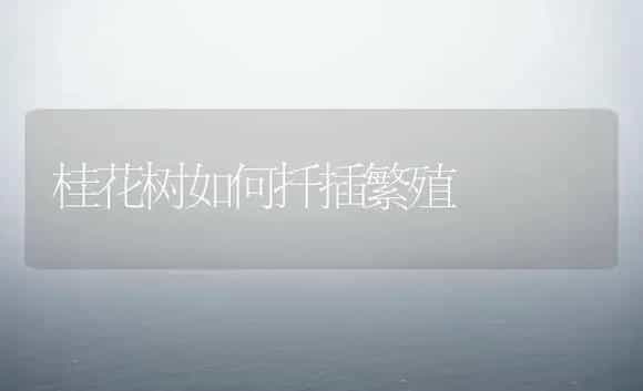 桂花树如何扦插繁殖 | 植物科普