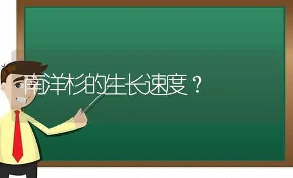 南洋杉的生长速度？ | 植物问答