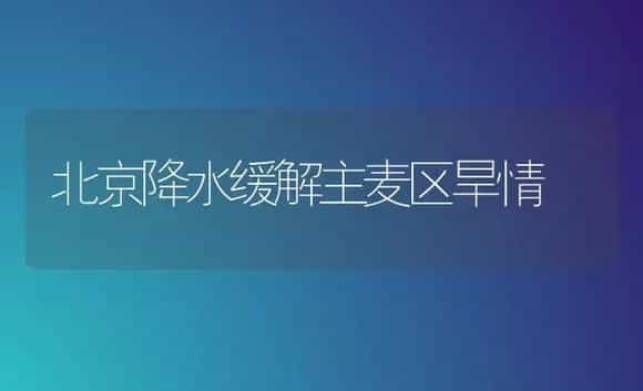 深秋好栽郁金香 | 植物科普
