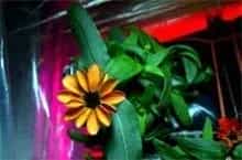 菊花绽放外太空