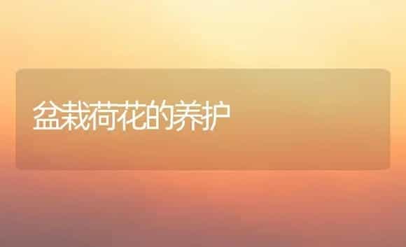 盆栽荷花的养护 | 植物科普