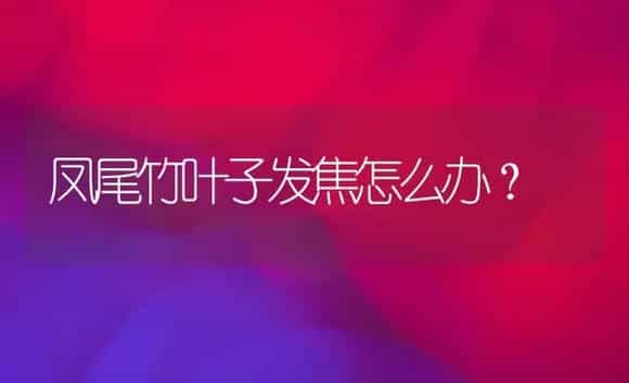 凤尾竹叶子发焦怎么办? | 植物问答