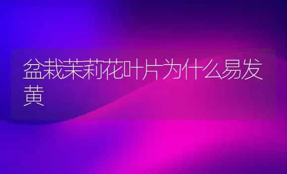 盆栽茉莉花叶片为什么易发黄 | 植物知识