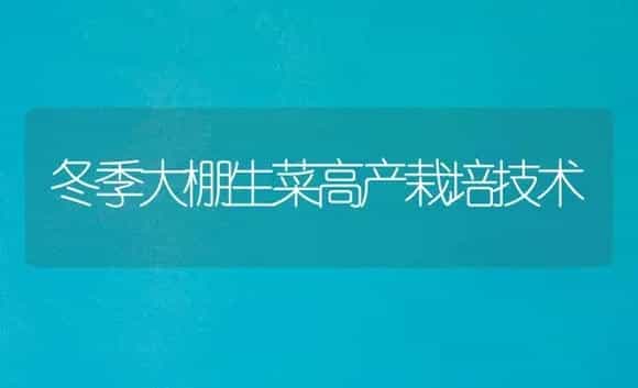 冬季大棚生菜高产栽培技术 | 植物科普