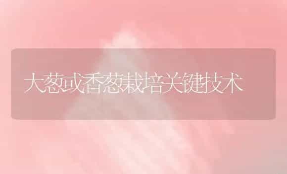 大葱或香葱栽培关键技术 | 植物科普