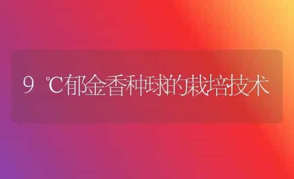 9℃郁金香种球的栽培技术 | 植物科普