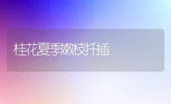 桂花夏季嫩枝扦插（图） | 植物科普