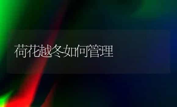 荷花越冬如何管理 | 植物科普