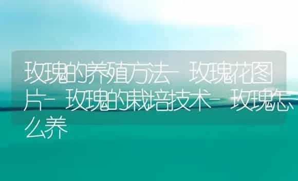 玫瑰的养殖方法-玫瑰花图片-玫瑰的栽培技术-玫瑰怎么养 | 植物科普