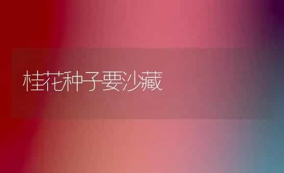桂花种子要沙藏 | 植物科普