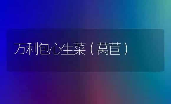 万利包心生菜（莴苣） | 植物科普