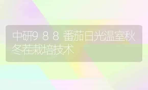 中研988番茄日光温室秋冬茬栽培技术 | 植物科普