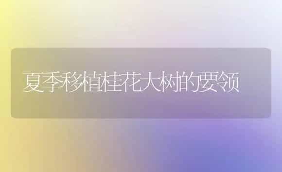 夏季移植桂花大树的要领 | 植物科普