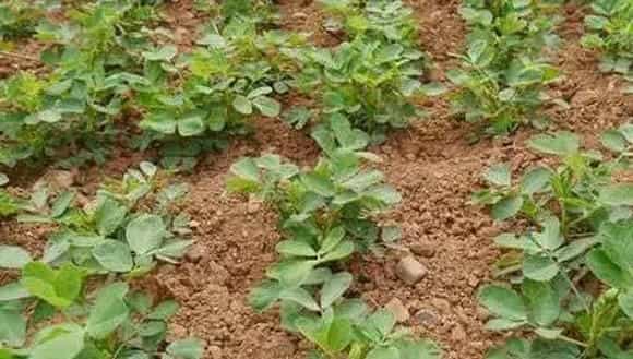 花生种植苗期、下针期、结荚期高产管理技术
