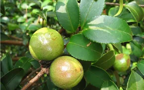油茶树的种植技术 如何种油茶树可以高产？