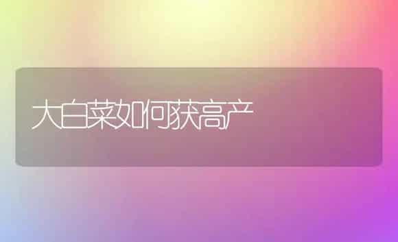大白菜如何获高产 | 植物科普