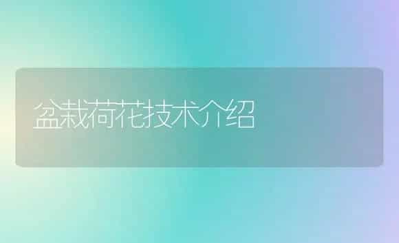 盆栽荷花技术介绍 | 植物科普