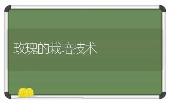 玫瑰的栽培技术 | 植物科普