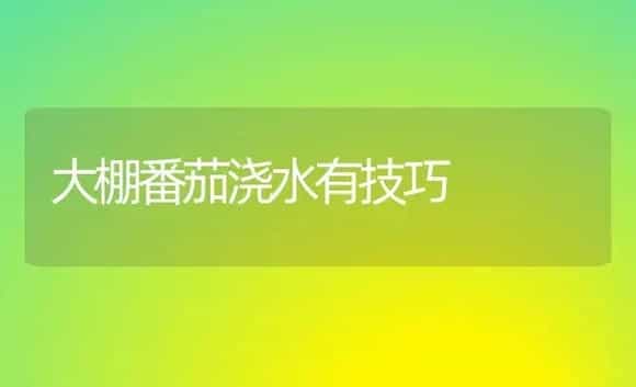 大棚番茄浇水有技巧 | 植物科普