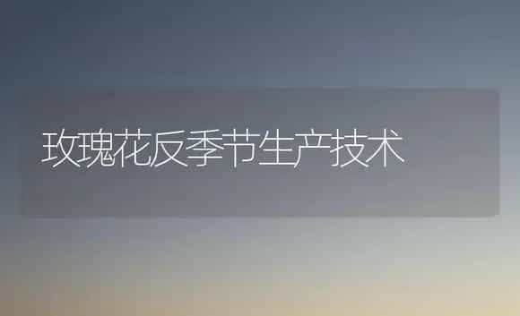 玫瑰花反季节生产技术 | 植物科普