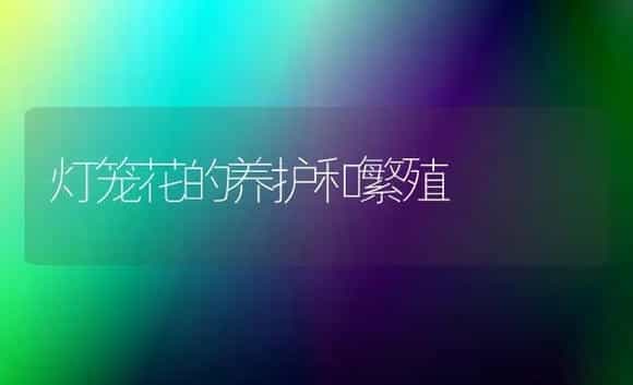 西兰花优质高产田间管理技术 | 植物科普
