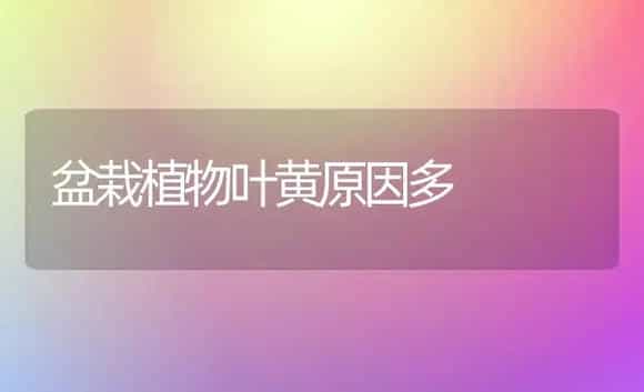 盆栽植物叶黄原因多 | 植物科普