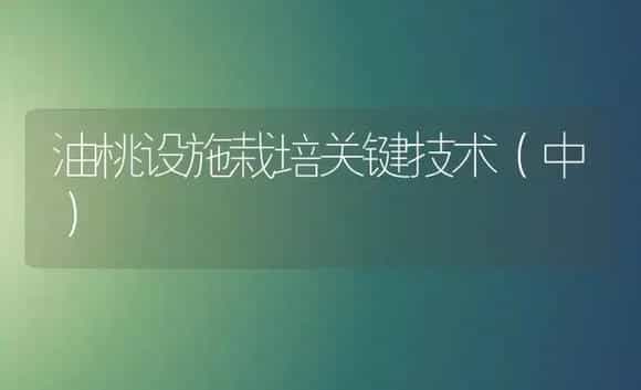 晚棱脐橙 | 植物科普